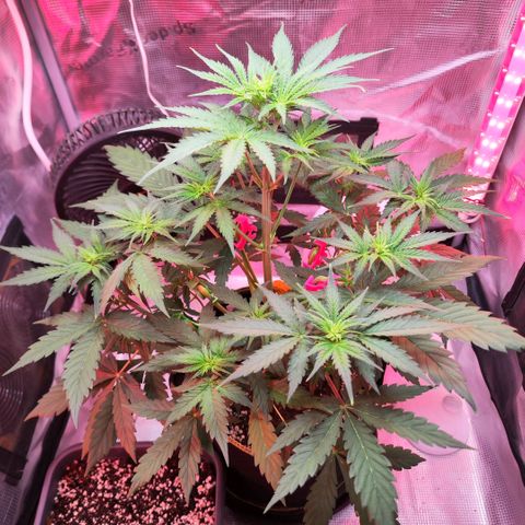 Penny growlog timeline photo