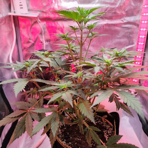 Penny growlog timeline photo