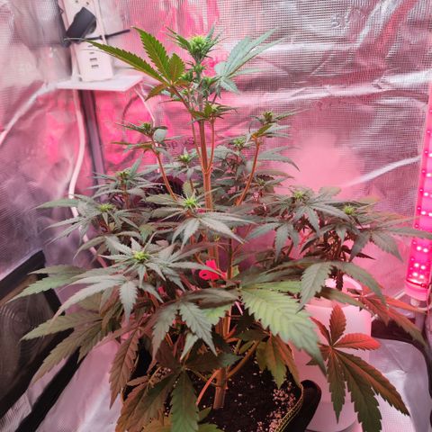 Penny growlog timeline photo