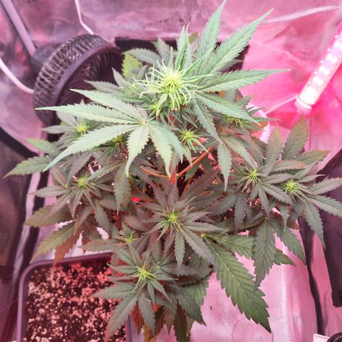 Penny growlog timeline photo