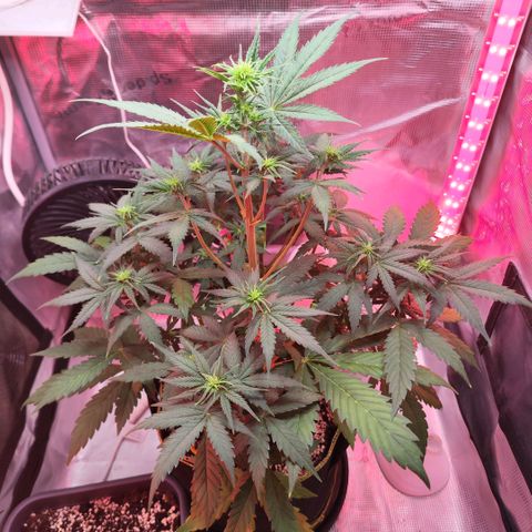 Penny growlog timeline photo