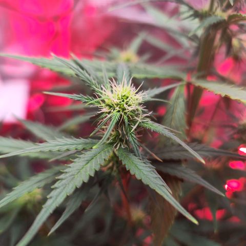 Penny growlog timeline photo