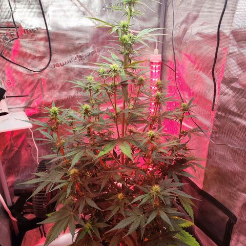 Penny growlog timeline photo