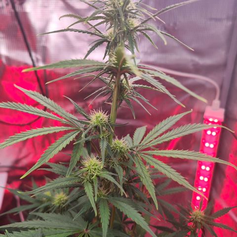 Penny growlog timeline photo