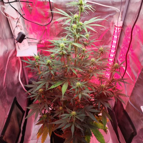 Penny growlog timeline photo