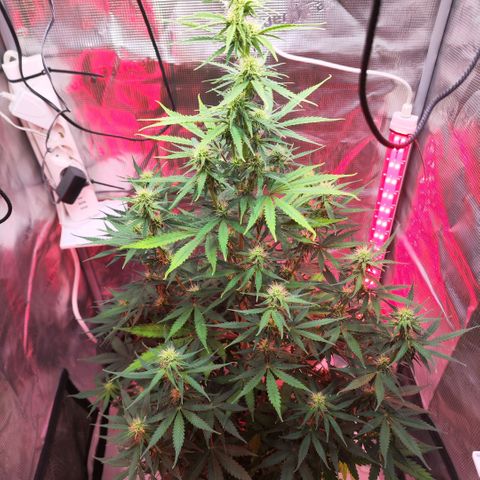 Penny growlog timeline photo