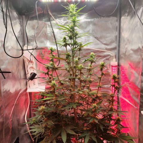 Penny growlog timeline photo