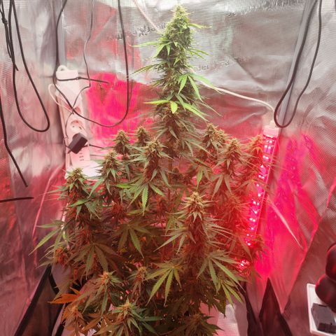 Penny growlog timeline photo