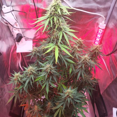 Penny growlog timeline photo