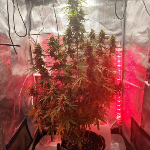 Penny growlog timeline photo
