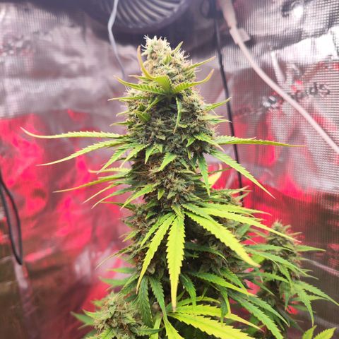 Penny growlog timeline photo