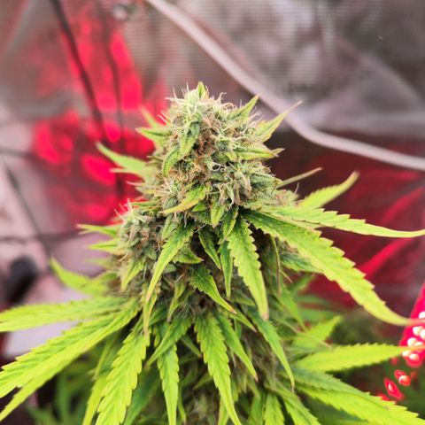 Penny growlog timeline photo