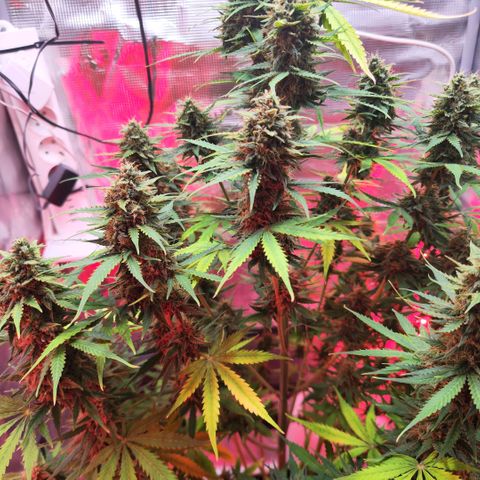 Penny growlog timeline photo