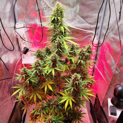 Penny growlog timeline photo