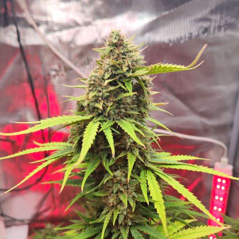 Penny growlog timeline photo