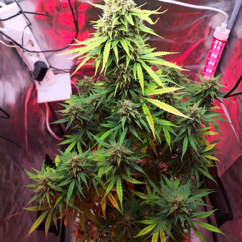 Penny growlog timeline photo
