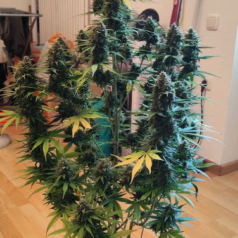 Penny growlog timeline photo