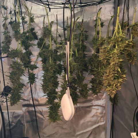 Penny growlog timeline photo
