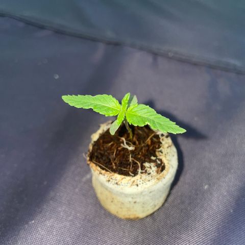 Gorilla Zkittlez Auto growlog timeline photo