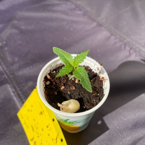 Gorilla Zkittlez Auto growlog timeline photo