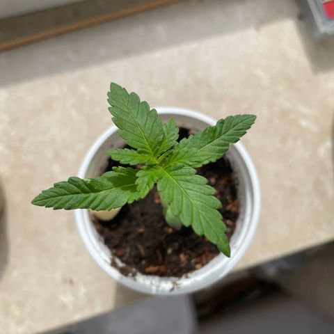 Gorilla Zkittlez Auto growlog timeline photo