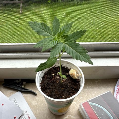 Gorilla Zkittlez Auto growlog timeline photo