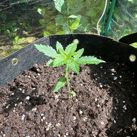 Gorilla Zkittlez Auto growlog timeline photo