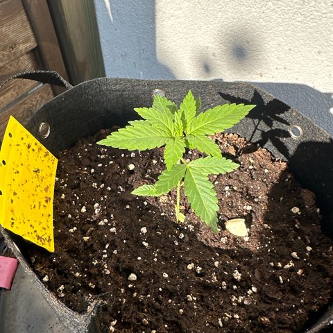 Gorilla Zkittlez Auto growlog timeline photo