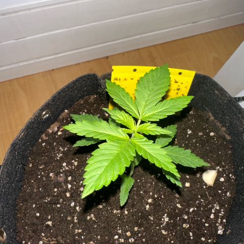 Gorilla Zkittlez Auto growlog timeline photo