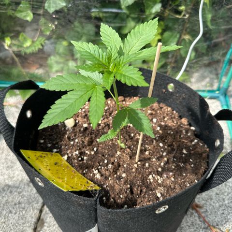 Gorilla Zkittlez Auto growlog timeline photo