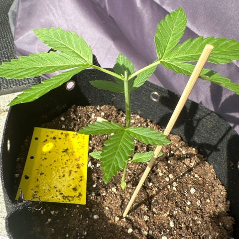 Gorilla Zkittlez Auto growlog photo: Getopt (war zu hoch jetzt schon…)