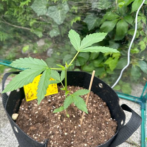 Gorilla Zkittlez Auto growlog timeline photo