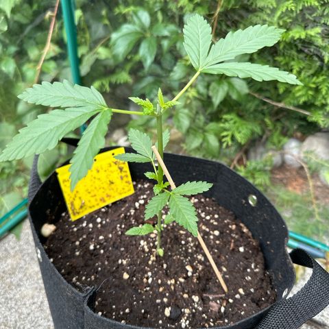 Gorilla Zkittlez Auto growlog timeline photo