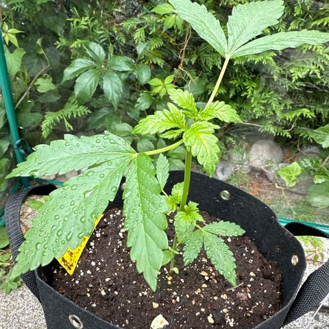 Gorilla Zkittlez Auto growlog photo: Neem Öl besprüht wegen kleinen Befall 