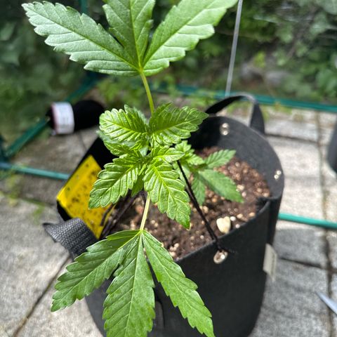 Gorilla Zkittlez Auto growlog timeline photo