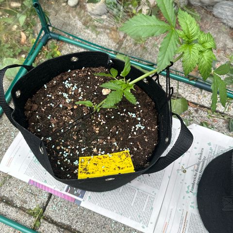Gorilla Zkittlez Auto growlog photo: Noch ein Schnecken Befall ..