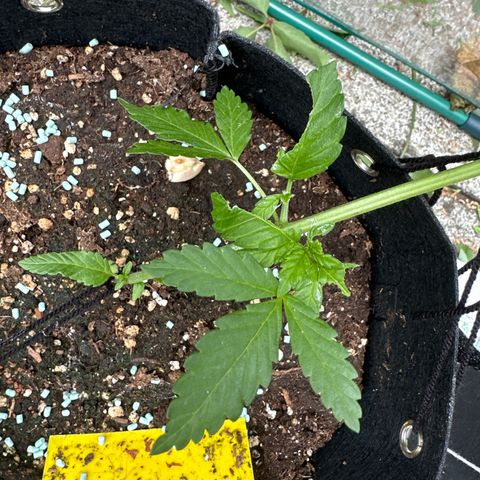 Gorilla Zkittlez Auto growlog timeline photo