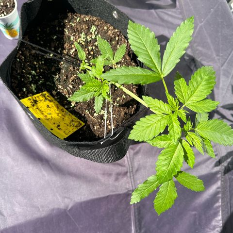 Gorilla Zkittlez Auto growlog timeline photo