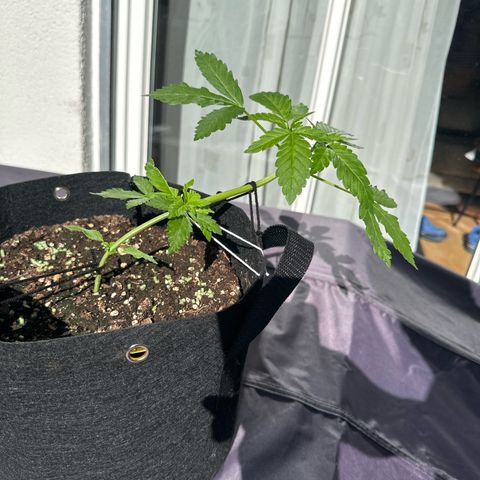 Gorilla Zkittlez Auto growlog timeline photo