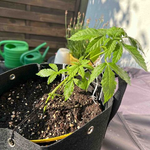 Gorilla Zkittlez Auto growlog timeline photo
