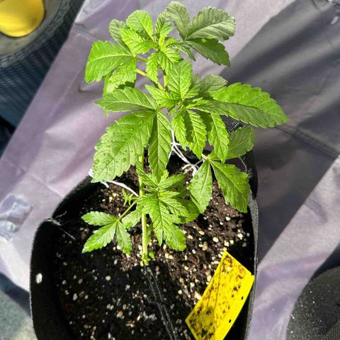 Gorilla Zkittlez Auto growlog timeline photo