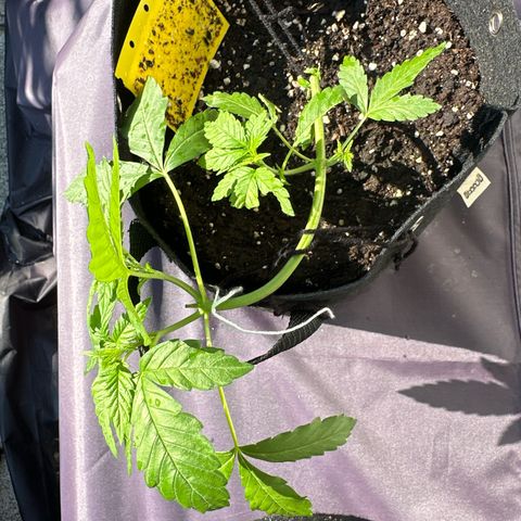 Gorilla Zkittlez Auto growlog timeline photo