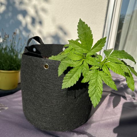 Gorilla Zkittlez Auto growlog timeline photo