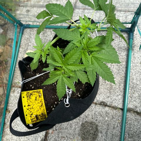 Gorilla Zkittlez Auto growlog timeline photo