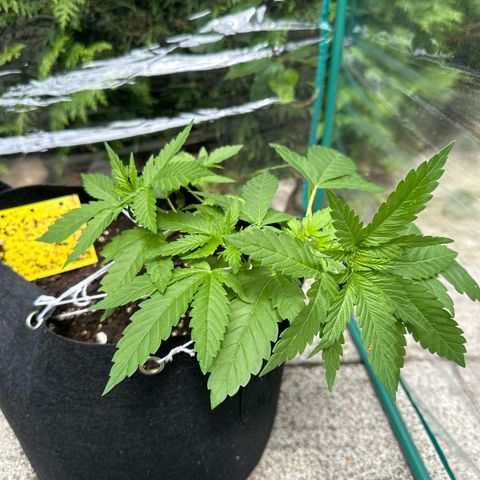 Gorilla Zkittlez Auto growlog timeline photo