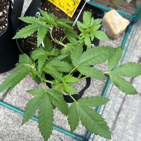 Gorilla Zkittlez Auto growlog timeline photo