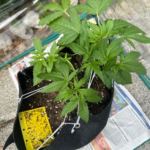 Gorilla Zkittlez Auto growlog timeline photo