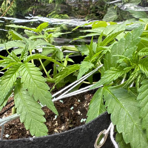 Gorilla Zkittlez Auto growlog timeline photo