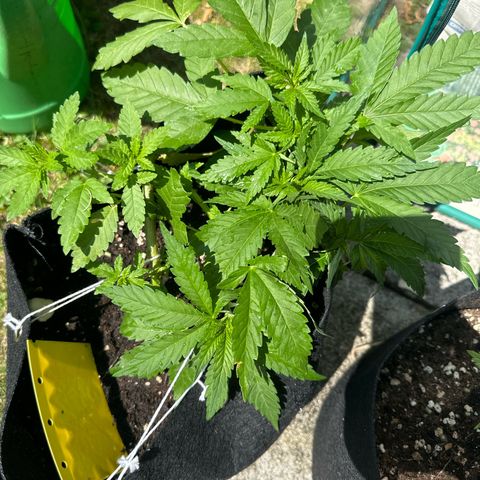 Gorilla Zkittlez Auto growlog timeline photo