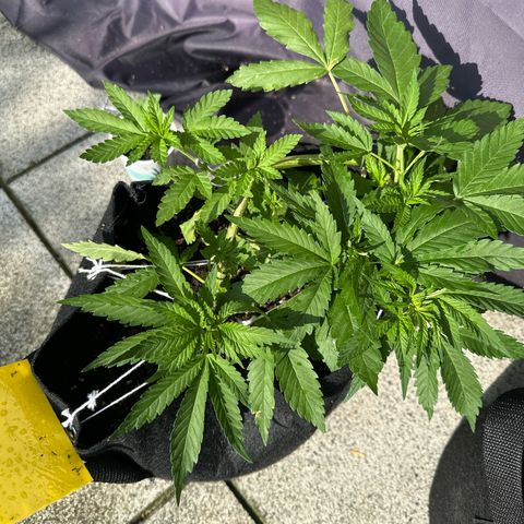 Gorilla Zkittlez Auto growlog timeline photo